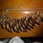  Sibille ROUZAUD - Pinus wallichiana A.B.Jacks. [1947]
