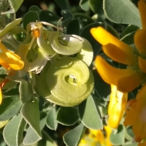 Photographie n°1072126 du taxon Medica arborea (L.) Mill. [1768]