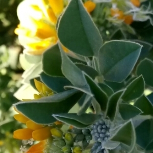 Photographie n°1072127 du taxon Medica arborea (L.) Mill. [1768]