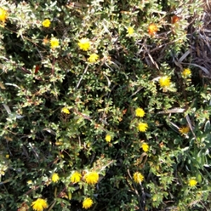  - Malephora crocea (Jacq.) Schwantes [1928]