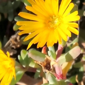  - Malephora crocea (Jacq.) Schwantes [1928]