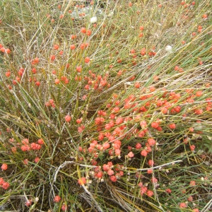 Photographie n°1072505 du taxon Ephedra distachya L. [1753]