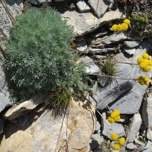  - Artemisia glacialis L. [1763]