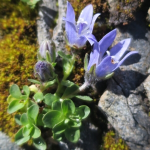 Photographie n°1072523 du taxon Campanula cenisia L. [1763]