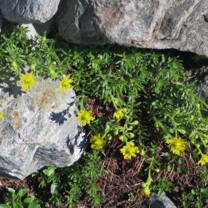 Photographie n°1072525 du taxon Saxifraga aizoides L. [1753]