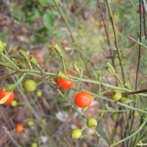 Photographie n°1072532 du taxon Osyris alba L. [1753]