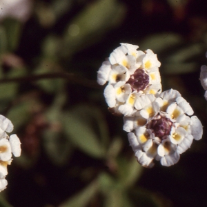  - Phyla filiformis (Schrad.) Meikle [1985]