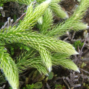 Photographie n°1072759 du taxon Lycopodium clavatum L. [1753]