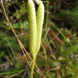 Photographie n°1072760 du taxon Lycopodium clavatum L. [1753]