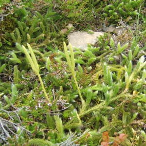 Photographie n°1072761 du taxon Lycopodium clavatum L. [1753]