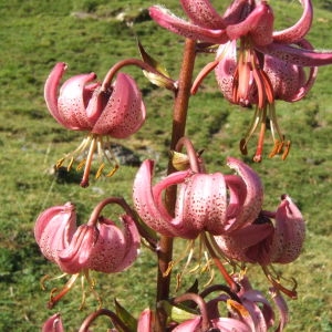 Photographie n°1072798 du taxon Lilium martagon L. [1753]