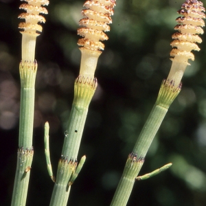 Photographie n°1072860 du taxon Equisetum fluviatile L. [1753]