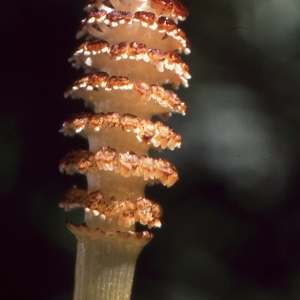  - Equisetum fluviatile L. [1753]