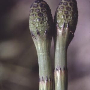 Photographie n°1072862 du taxon Equisetum fluviatile L. [1753]