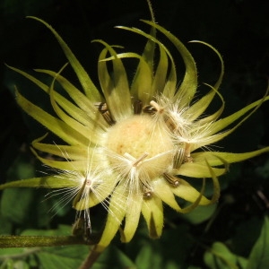 Photographie n°1072865 du taxon Doronicum austriacum Jacq. [1774]