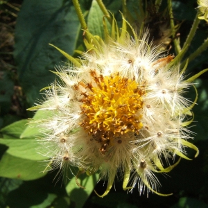 Photographie n°1072866 du taxon Doronicum austriacum Jacq. [1774]