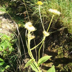 Photographie n°1072867 du taxon Doronicum austriacum Jacq. [1774]