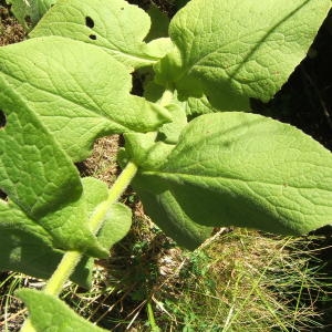 Photographie n°1072868 du taxon Doronicum austriacum Jacq. [1774]