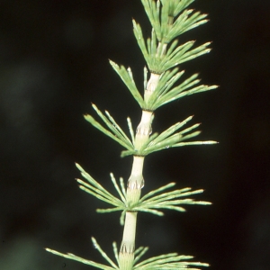 Photographie n°1072871 du taxon Equisetum palustre L. [1753]