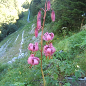 Photographie n°1072881 du taxon Lilium martagon L. [1753]