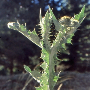 Photographie n°1072887 du taxon Onopordon acanthium sensu auct.