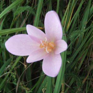 Photographie n°1072903 du taxon Colchicum autumnale L. [1753]