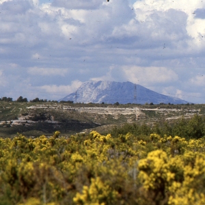 Photographie n°1072905 du taxon Ulex parviflorus Pourr. [1788]