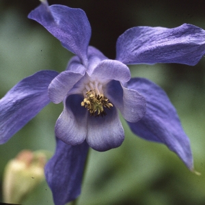 Aquilegia alpina L. (Ancolie des Alpes)