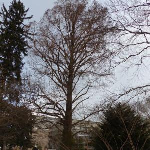 Photographie n°1072954 du taxon Taxodium distichum (L.) Rich. [1810]