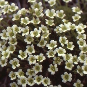 La Saxifrage fausse Mousse - Saxifraga muscoides 