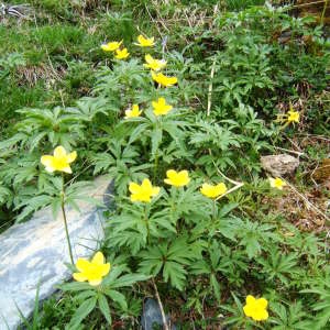 Photographie n°1073080 du taxon Anemone ranunculoides L. [1753]