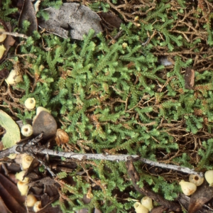  - Selaginella denticulata (L.) Spring [1838]