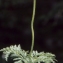  Liliane Roubaudi - Pulsatilla alpina subsp. alpina 