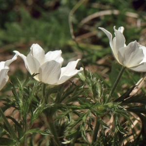  - Pulsatilla alpina subsp. alpina 