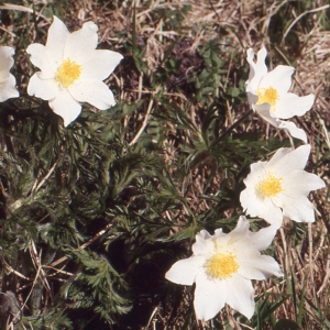  - Pulsatilla alpina subsp. alpina 