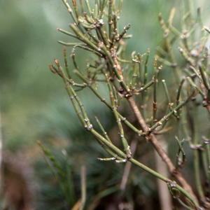 Ephedra scoparia Lange (Grand Éphédra)