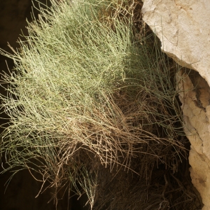 Photographie n°1073439 du taxon Ephedra nebrodensis Tineo [1844]