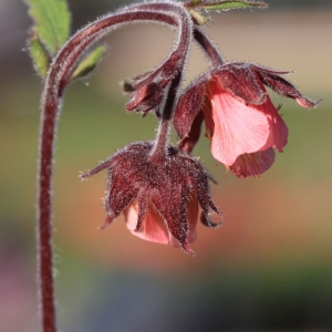 Photographie n°1073464 du taxon Geum rivale L. [1753]