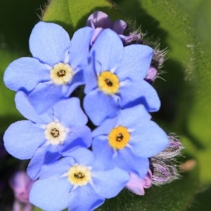 Photographie n°1073495 du taxon Myosotis L. [1753]