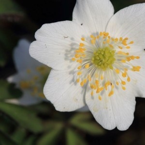 Photographie n°1073500 du taxon Anemone nemorosa L. [1753]