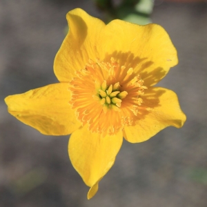 Photographie n°1073511 du taxon Caltha palustris L. [1753]