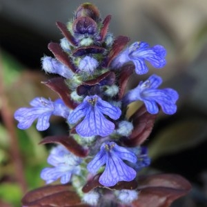 Photographie n°1073515 du taxon Ajuga reptans L. [1753]