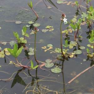 Photographie n°1073537 du taxon Menyanthes trifoliata L. [1753]