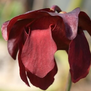 Photographie n°1073538 du taxon Sarracenia L. [1753]