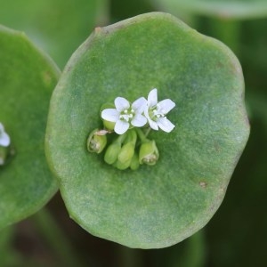 Photographie n°1073543 du taxon Claytonia perfoliata Donn ex Willd. [1798]