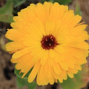 Photographie n°1073547 du taxon Calendula L. [1753]