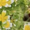  Barbara Mai - Limnanthes douglasii R.Br. [1833]