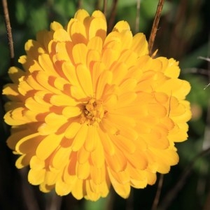 Photographie n°1073569 du taxon Calendula L. [1753]