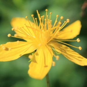 Photographie n°1073571 du taxon Hypericum perforatum L. [1753]