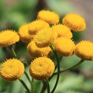 Photographie n°1073574 du taxon Tanacetum vulgare L. [1753]